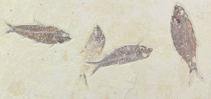 Fossil Fish Plate (Diplomystus & Knightia) - Wyoming #93998
